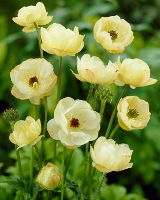 Kullero Black Eye Lemon 3 kpl