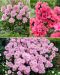 Pinkin lumoa -perenna mix 11 kpl