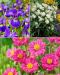 Puolivarjon kaunottaret -perenna mix 11 kpl