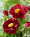 Hybridipioni Mackinac Grand