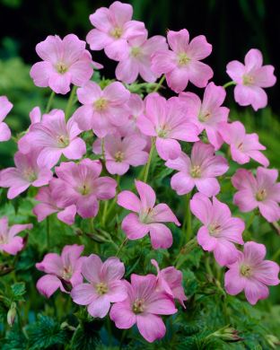 Espanjankurjenpolvi Wargrave Pink 3 kpl