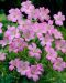 Espanjankurjenpolvi Wargrave Pink 3 kpl