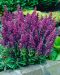Lehtosalvia Plumosa 3 kpl