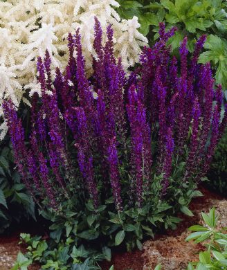 Loistosalvia Mainacht 3 kpl