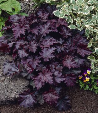 Pieni perennapenkki 11 kpl