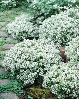 Ajuruoho Albiflorus 6 kpl