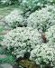 Ajuruoho Albiflorus 6 kpl