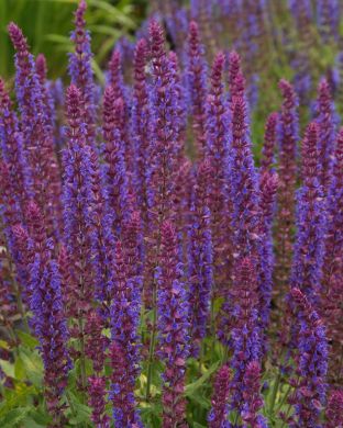 Lehtosalvia Ostfriesland 6 kpl