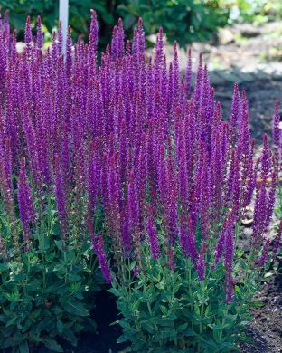 Lehtosalvia Ostfriesland 3 kpl