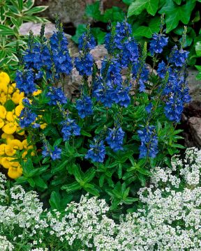 Loistotädyke Royal Blue 3 kpl