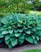 Hopeakuunlilja Hyacinthina 3 kpl