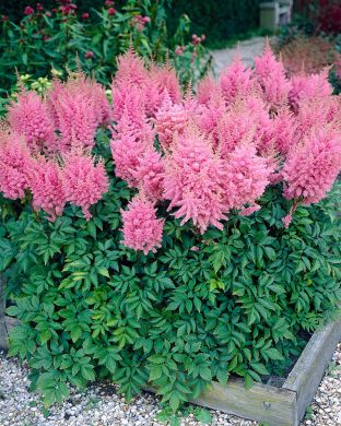 Jaloangervo Gloria Purpurea 3 kpl