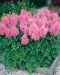 Jaloangervo Gloria Purpurea 3 kpl