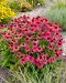 Kaunopunahattu PowWow Wild Berry 3 kpl