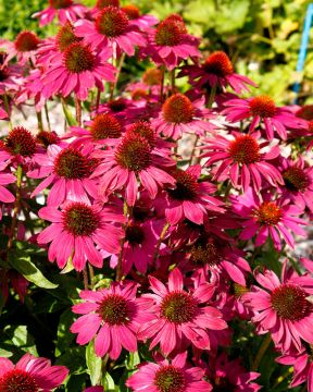 Purppurapörriäinen-perennapenkki syyssipuleilla 83 kpl