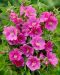 Pensasmalvikki Bredon Springs 3 kpl