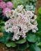 Herttavuorenkilpi Bressingham White 3 kpl