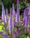Purppurapörriäinen-perennapenkki syyssipuleilla 83 kpl