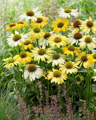 Kaunopunahattu Mellow Yellow 3 kpl