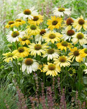 Kaunopunahattu Mellow Yellow 3 kpl