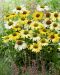 Kaunopunahattu Mellow Yellow 3 kpl