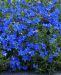 Sinilemmiö Heavenly Blue 3 kpl