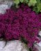 Ajuruoho Purple Beauty 3 kpl