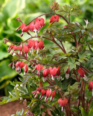 Särkynytsydän Valentine 3 kpl