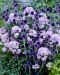 Sinipallo-ohdake Veitch's Blue 3 kpl