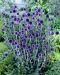 Sinipallo-ohdake Veitch's Blue 3 kpl