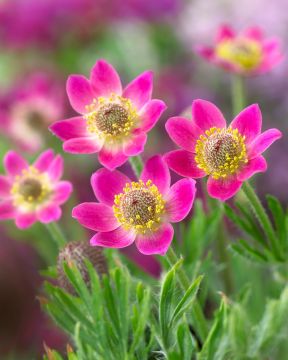 Amerikanvuokko Annabella Deep Rose 3 kpl