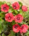 Harmaakurjenpolvi Jolly Jewel Salmon 3 kpl