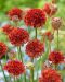 Maljalaukkaneilikka Ballerina Red 3 kpl
