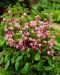 Valkovarjohiippa Roseum 3 kpl