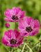 Harmaakurjenpolvi Jolly Jewel Lilac 3 kpl
