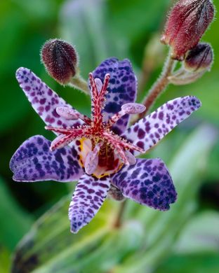 Karvakonnanlilja Blue Wonder 3 kpl