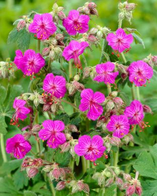 Tuoksukurjenpolvi Bevan's Variety 3 kpl