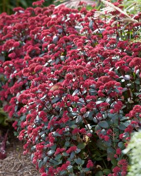 Isomaksaruoho Red Cauli 3 kpl