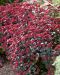 Isomaksaruoho Red Cauli 3 kpl