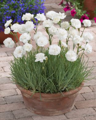 Sulkaneilikka Haytor White 3 kpl