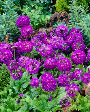 Palloesikko Lilac 6 kpl