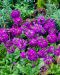 Palloesikko Lilac 6 kpl