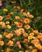 Kellukka Totally Tangerine 3 kpl