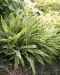 Idänvarjosara Variegata 3 kpl