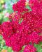 Punakärsämö Pomegranate 3 kpl