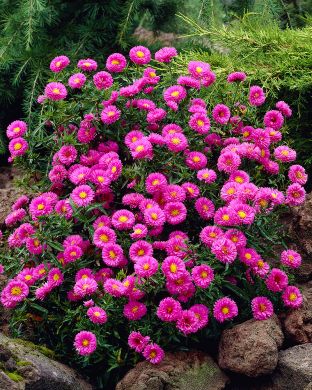 Syysasteri Patricia Ballard 3 kpl