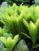 Kuutamolla 2 -perennapenkki 12 kpl