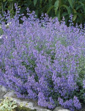 Pörriäiskeidas-perennapenkki syyssipuleilla 103 kpl