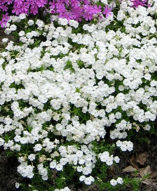 Sammalleimu White Delight 6 kpl