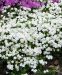 Sammalleimu White Delight 6 kpl